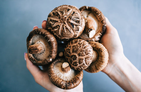 Exploring the World of Shiitake Mushrooms