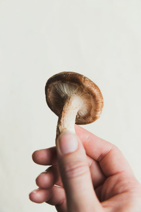 hand holding a single mushroom, white background