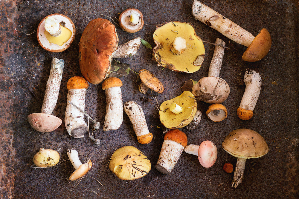 an assortment of mushrooms