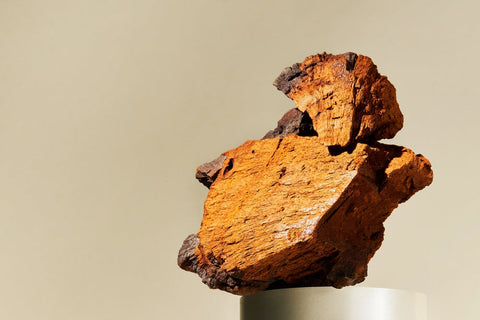 The Health Benefits of Chaga