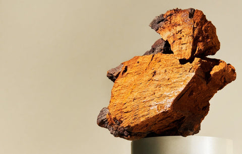 close up of chaga mushrooms on a pedestal