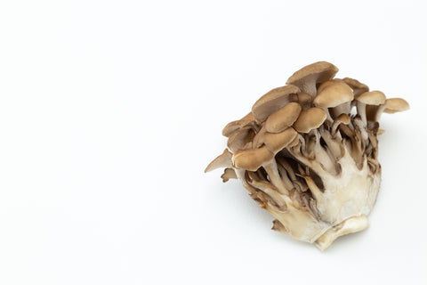 cluster of maitake mushrooms on white background