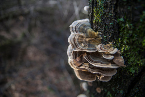turkey tail mushroom growing on a tree